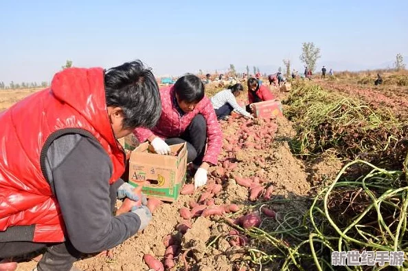小情侣拔萝卜又叫又疼，展现了他们在田间劳动时的欢声笑语与辛苦付出，体现了爱情中的默契与共同努力